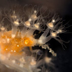 Spiny spider crab in Ambon, Indonesia