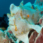 Frogfish in Bali.