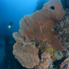 Coral reef in Bali, Indonesia.