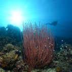 Coral reef in Bali, Indonesia.