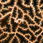 Pygmy seahorse in Bali, Indonesia.