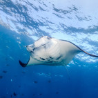 Manta ray in Nusa Lembongan, Bali, Indonesia