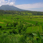 Rice field and Gunung Agung in Bali.