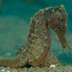 Seahorse in Bali.