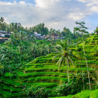Rice paddies in Ubud, Bali, Indonesia