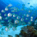 Batfish in the Banda Sea, Indonesia