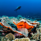 Cabbage coral in the Banda Sea, Indonesia