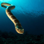 Ornate reef sea snake in the Banda Sea, Indonesia