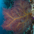 Coral reef in the Banda Sea, Indonesia.
