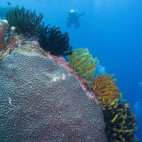 Diver and coral reef in the Banda Sea, Indonesia.