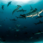 Scalloped hammerhead sharks in the Banda Sea, Indonesia