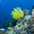 Coral reef in the Banda Sea, Indonesia.