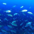 Silvery big-eye jack fish in the Banda Sea, Indonesia