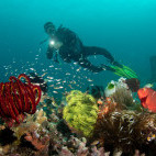 Coral reef in Bangka, Indonesia.