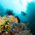 Coral reef in Bangka, Indonesia.