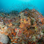 Coral reef and glass fish in Bangka, Indonesia.