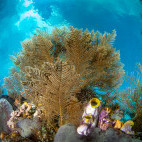 Coral reef in Bangka, Indonesia.