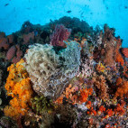 Coral reef in the Bangka Archipelago, Indonesia