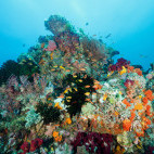 Coral reef in the Bangka Archipelago, Indonesia
