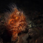 Hairy frogfish in the Bangka Archipelago, Indonesia