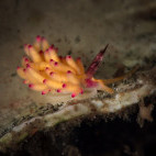 Nudibranch in the Bangka Archipelago, Indonesia