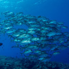 Big-eye trevally in Indonesia.