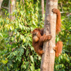 Orangutan in Indonesia
