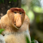 Proboscis monkey in Indonesia