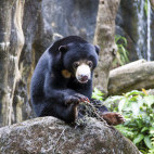 Sun bear in Indonesia