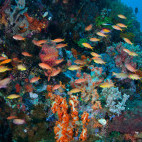 Anthias and coral reef in Bunaken National Marine Park, Indonesia