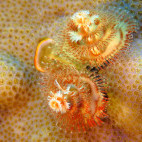 Colourful Christmas tree worm in Bunaken National Marine Park in Indonesia