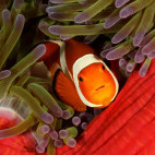 Common clownfish in Bunaken National Marine Park, Indonesia