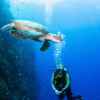 Green turtle and diver in Bunaken National Marine Park, Indonesia