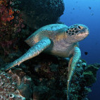Green turtle in Bunaken National Marine Park, Indonesia.