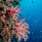 Sea fan in Bunaken National Marine Park, Indonesia.