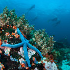 Sea star in Bunaken National Marine Park, Indonesia