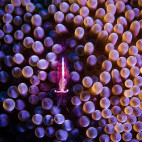 Shrimp and anemone in Bunaken National Marine Park, Indonesia