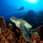 Turtle near Siladen Resort & Spa in Indonesia.