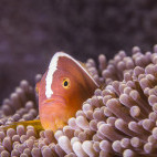 Skunk anemonefish in Bunaken National Marine Park, Indonesia