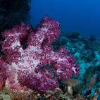 Coral reef in Bunaken National Marine Park, Indonesia
