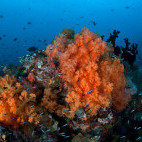 Coral reef in Bunaken National Marine Park, Indonesia