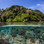 Coral reef in Indonesia