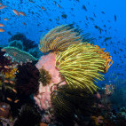 Coral reef in Indonesia.