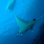 Manta ray in Indonesia.