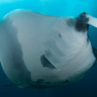 Manta ray in Indonesia.