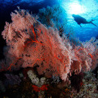 Coral reef in Indonesia