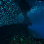 Silverside shoal in Indonesia.