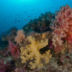 Coral reef in Indonesia.