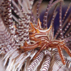 Crinoid crab in Indonesia.