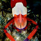 Emperor commencal shrimp in Indonesia.